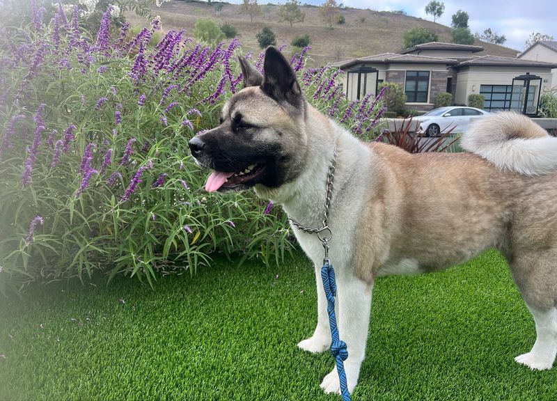 Akita