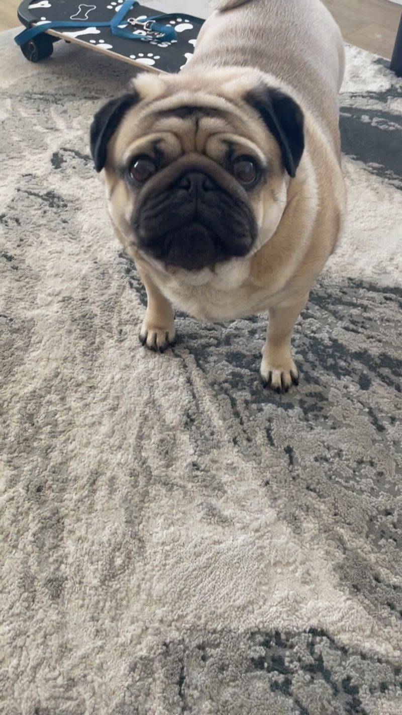 Pug