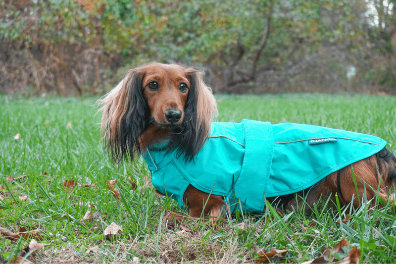 Dachshund