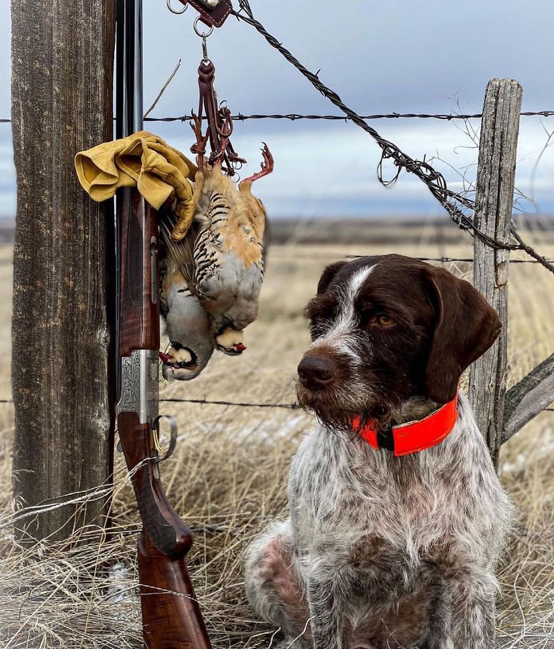 Wirehaired Pointing Griffon
