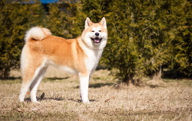 Akita