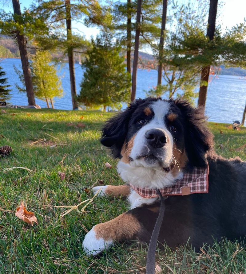 Bernese Mountain Dog