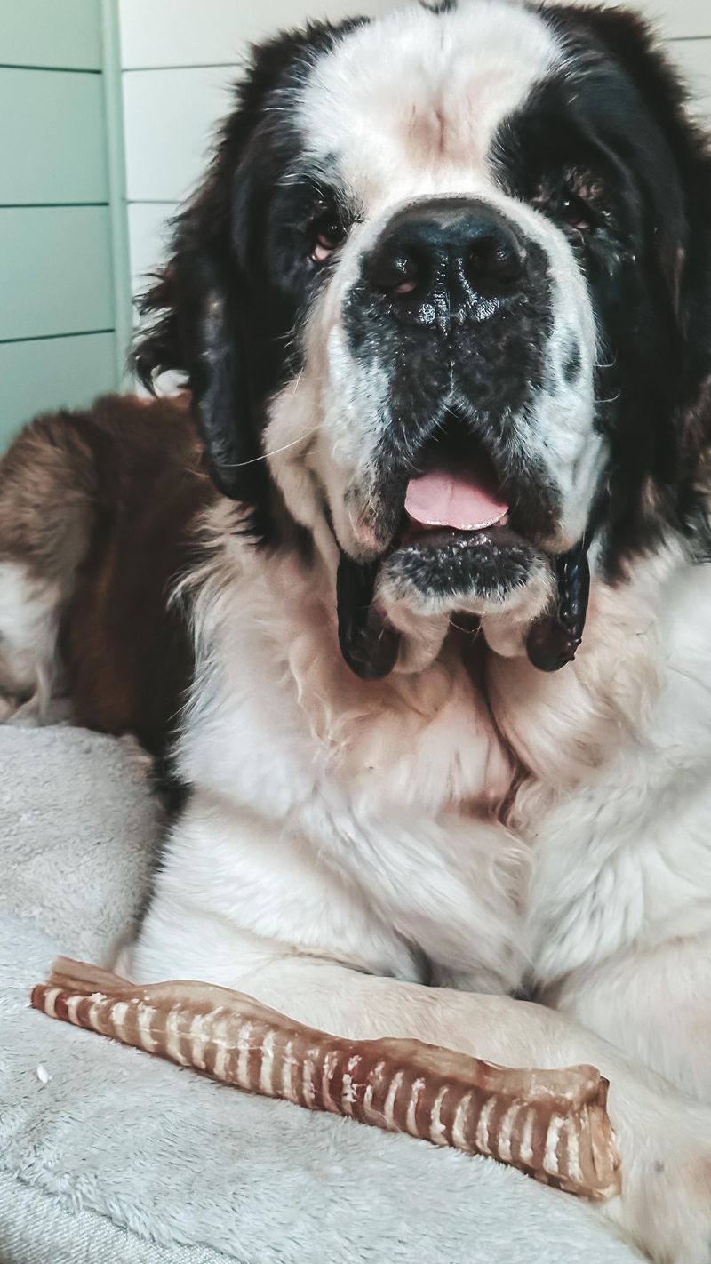 Saint Bernard