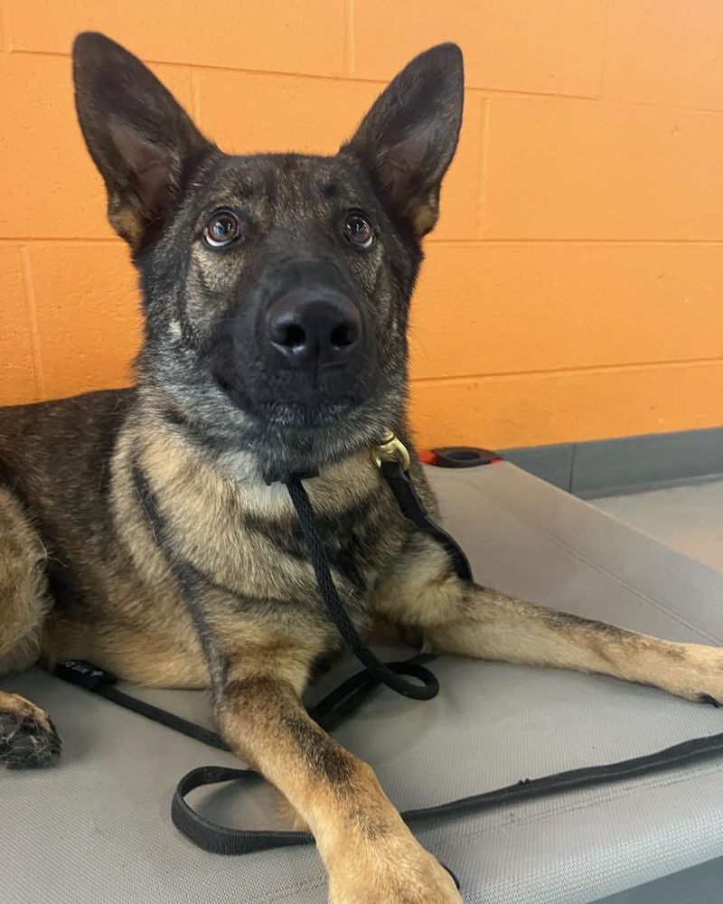 German Shepherd