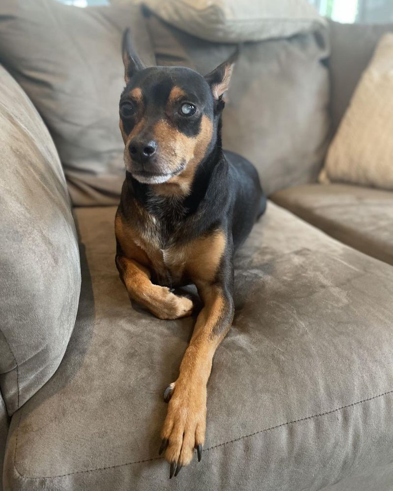 Miniature Pinscher