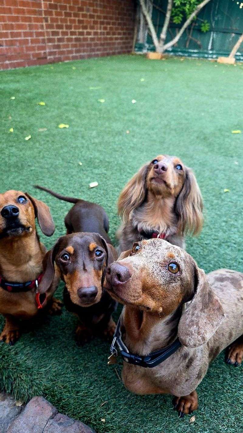 Dachshund