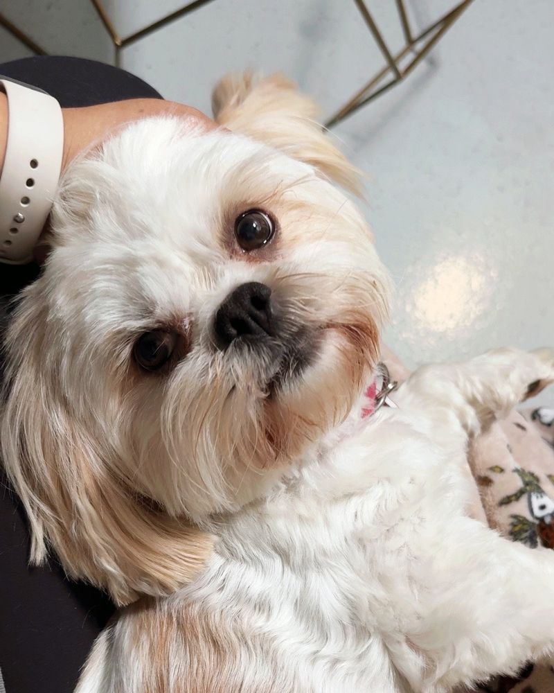Shih Tzu