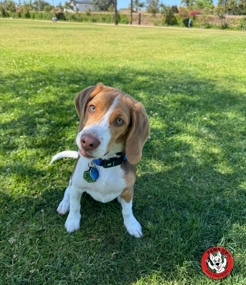 Beagle