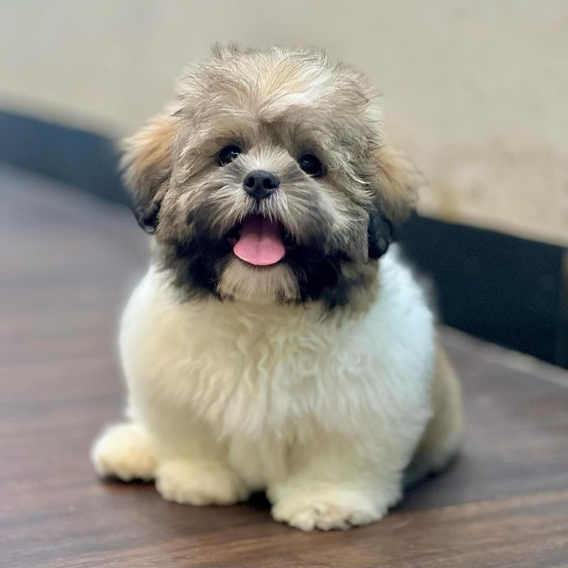 Shih Tzu