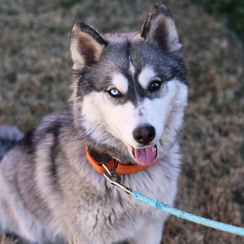 Siberian Husky