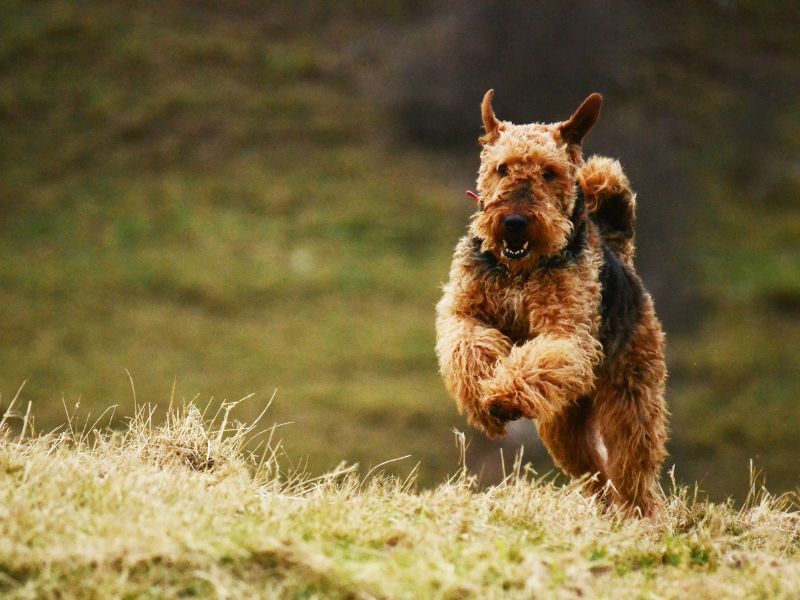 Airedale Terrier