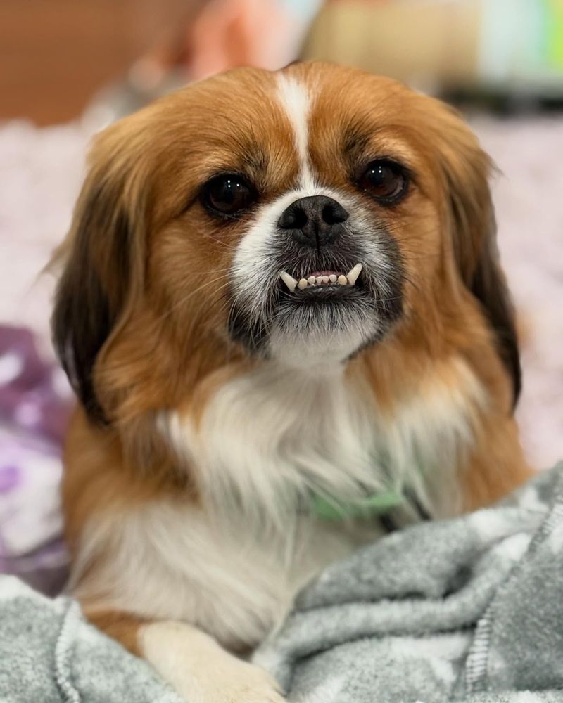 Pekingese