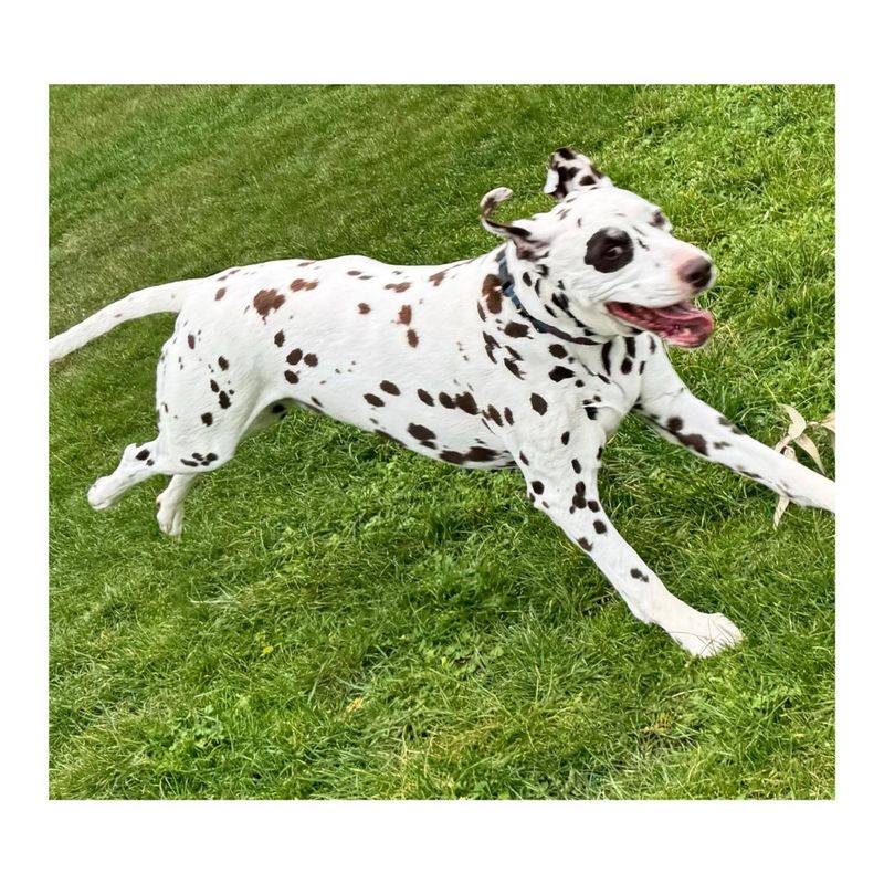 Dalmatian