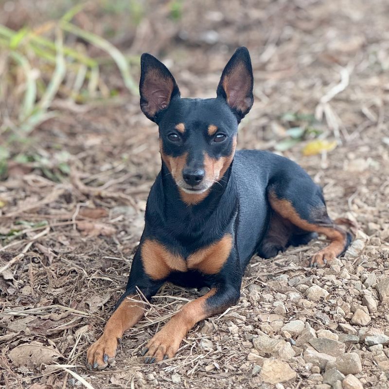Miniature Pinscher