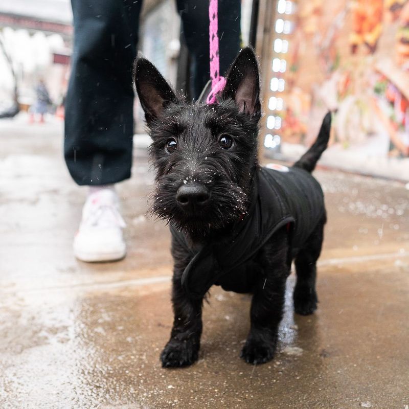 Scottish Terrier
