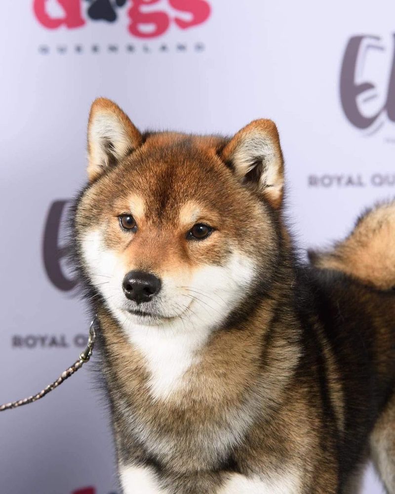 Shiba Inu