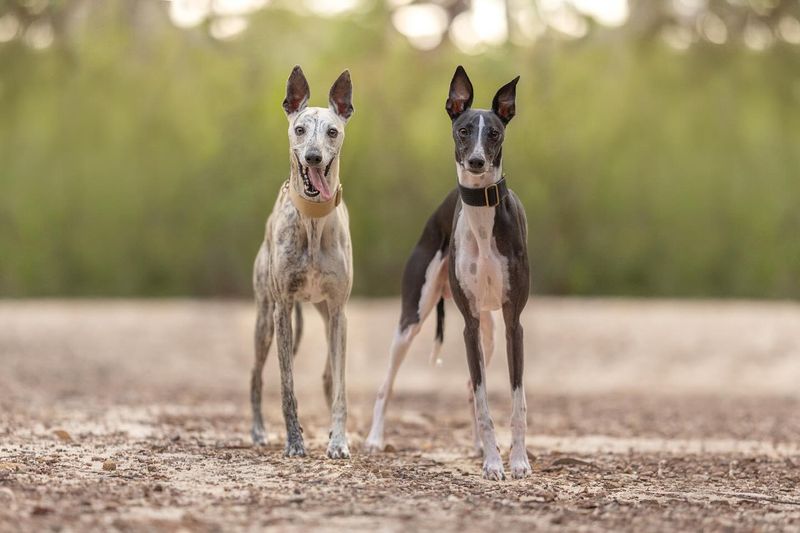 Whippet