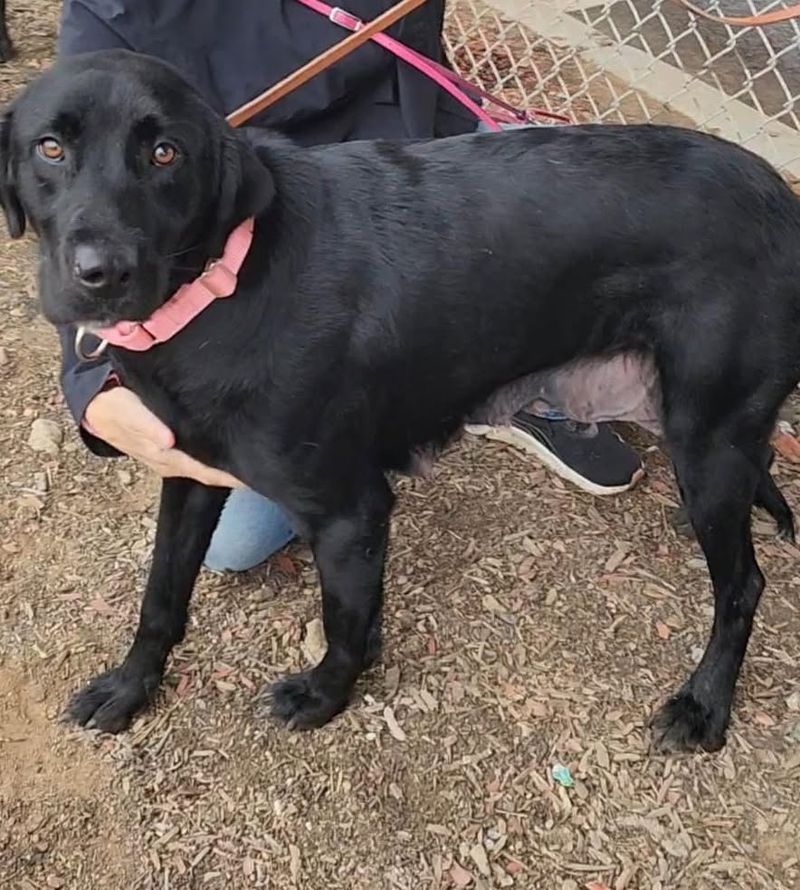 Labrador Retriever