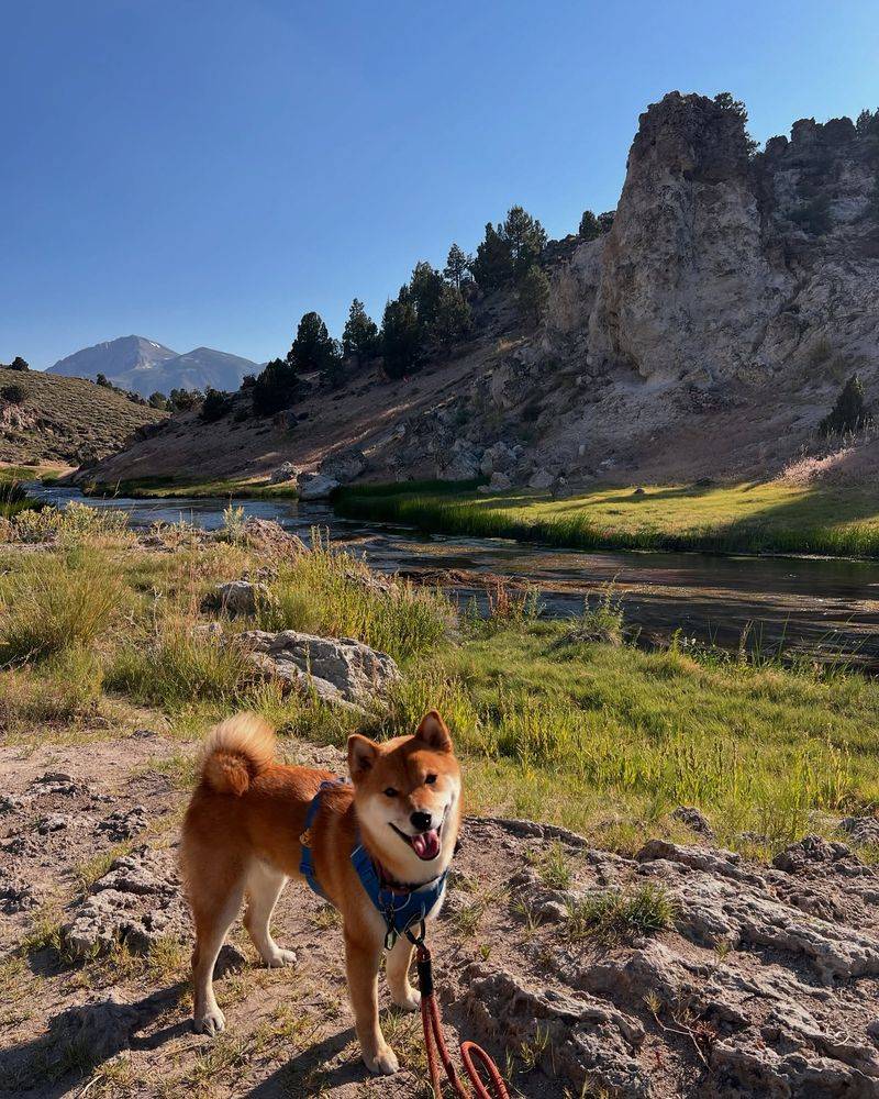 Shiba Inu
