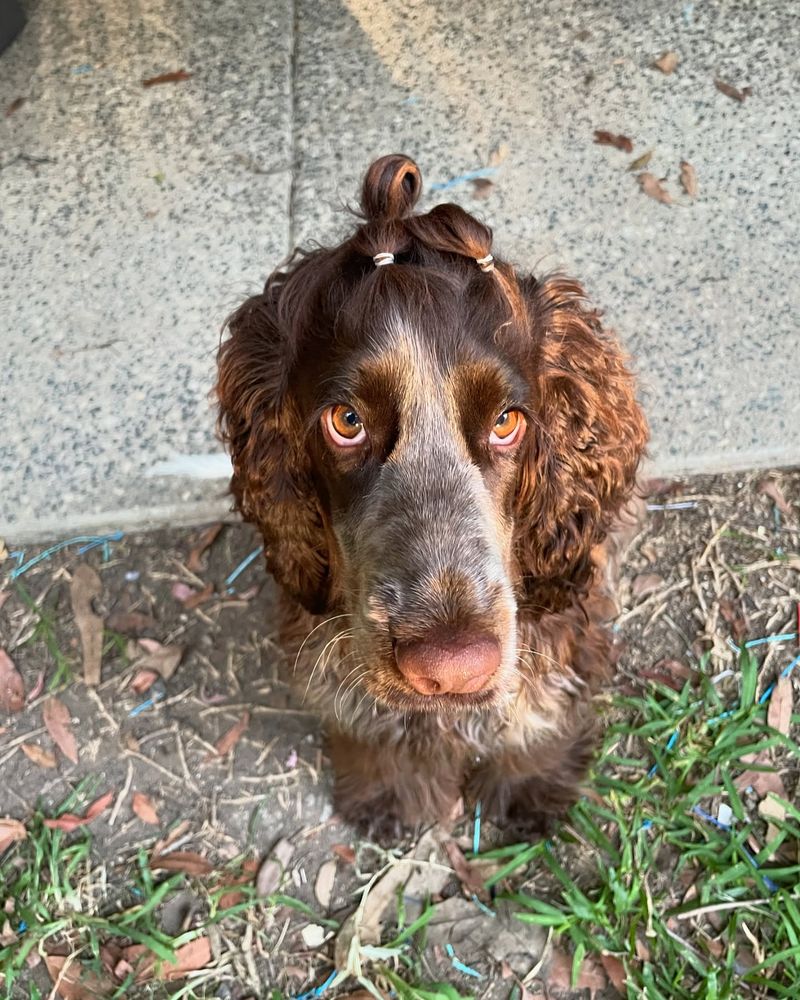 Cocker Spaniel