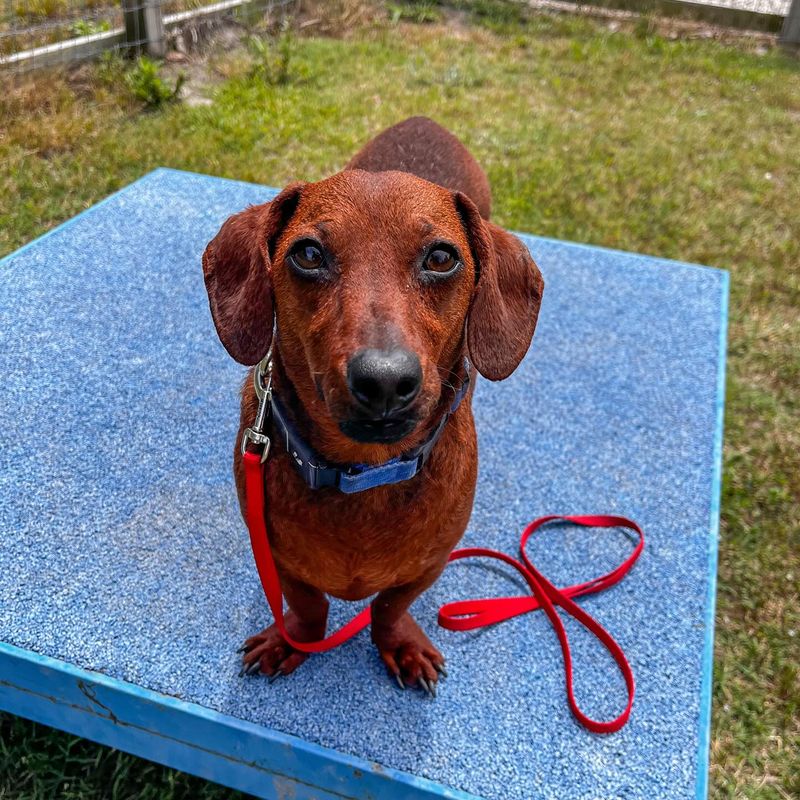 Dachshund