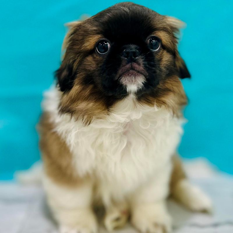 Pekingese