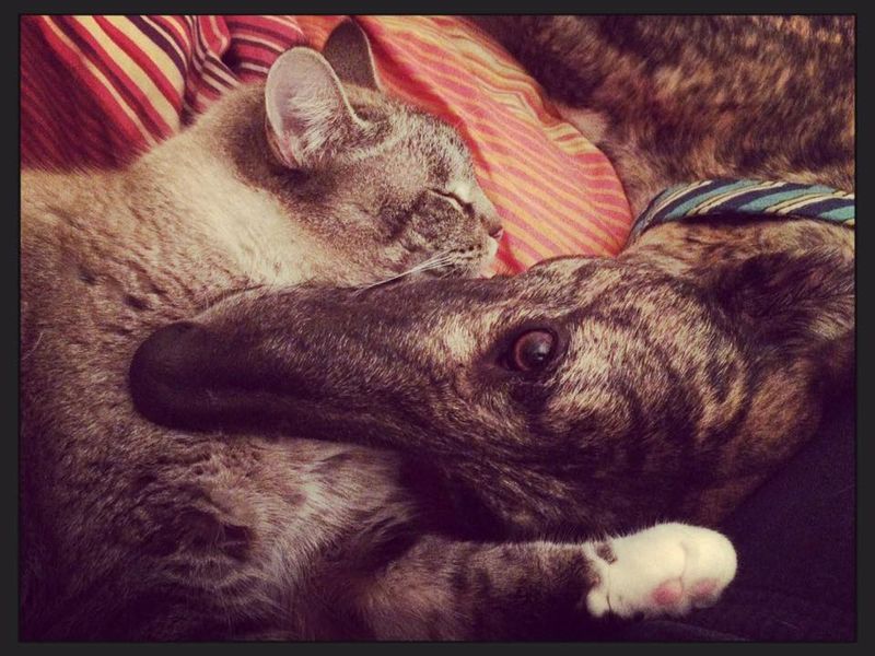 Greyhound