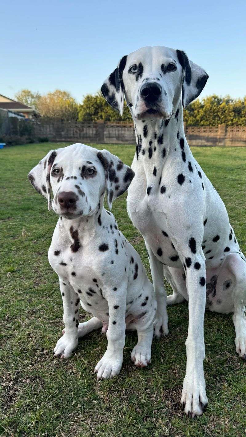 Dalmatian