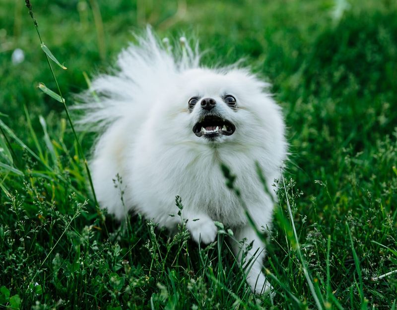 Pomeranian