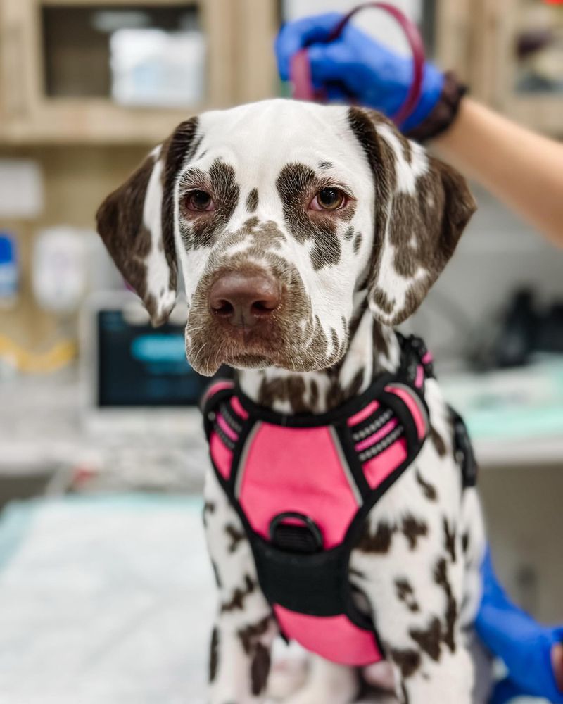 Dalmatian