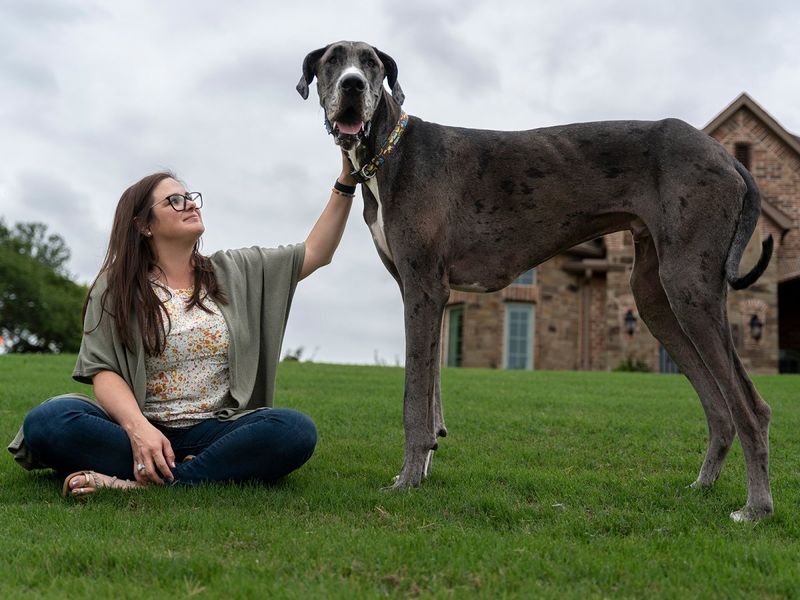 Great Dane