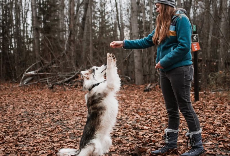 Siberian Husky