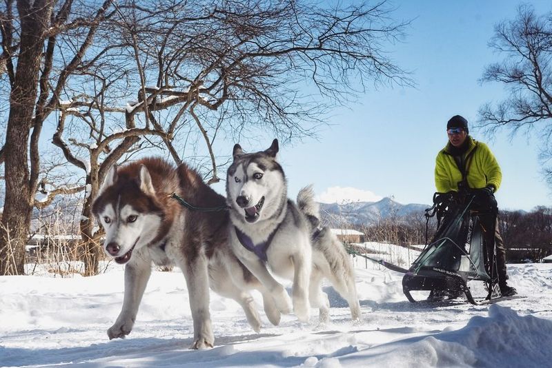 Siberian Husky