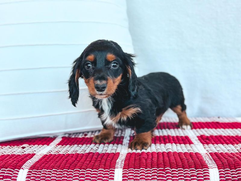 Dachshund