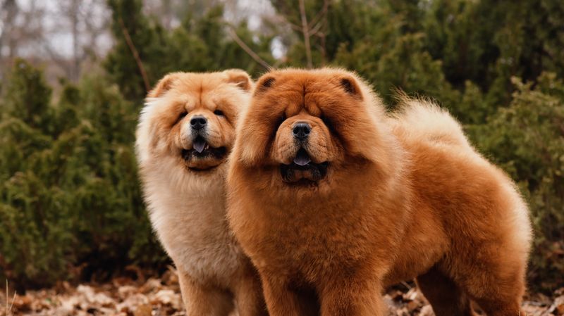 Chow Chow