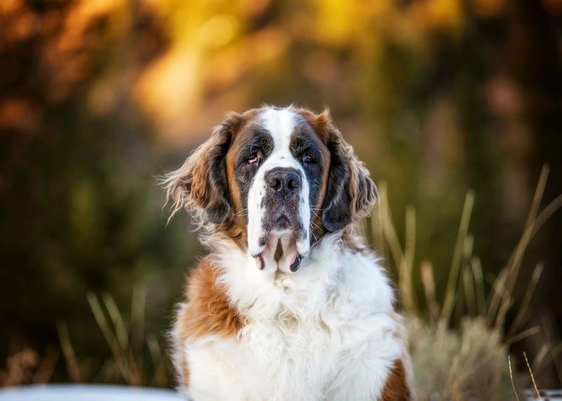 Saint Bernard