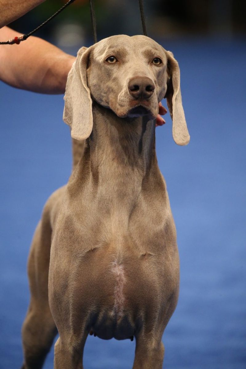 Weimaraner