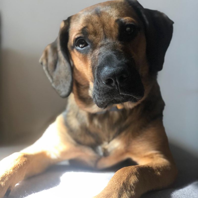 Boxador