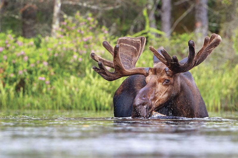 Moose