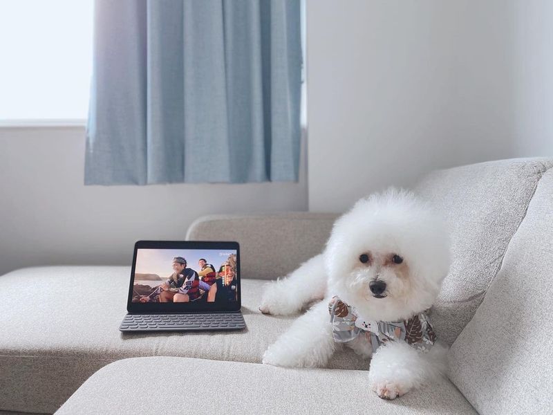 Bichon Frise