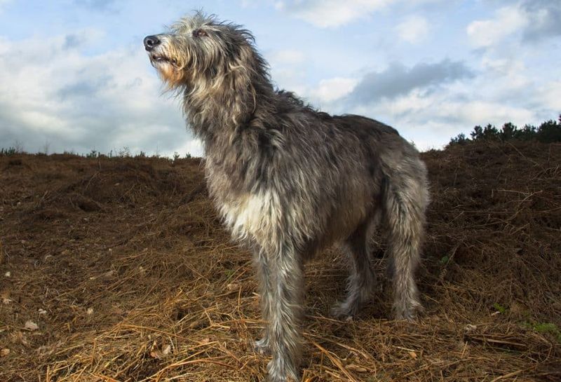 Scottish Deerhound