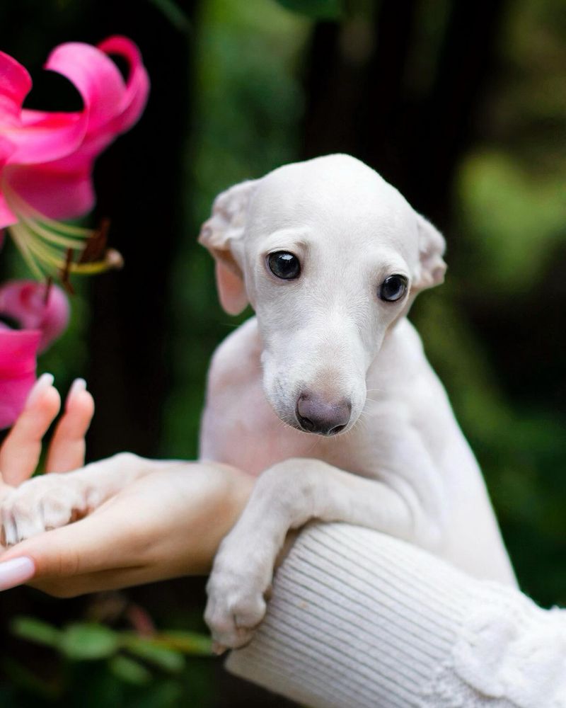 Italian Greyhound