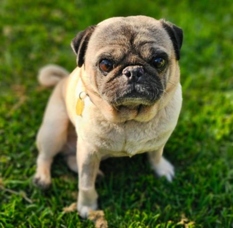 Pug