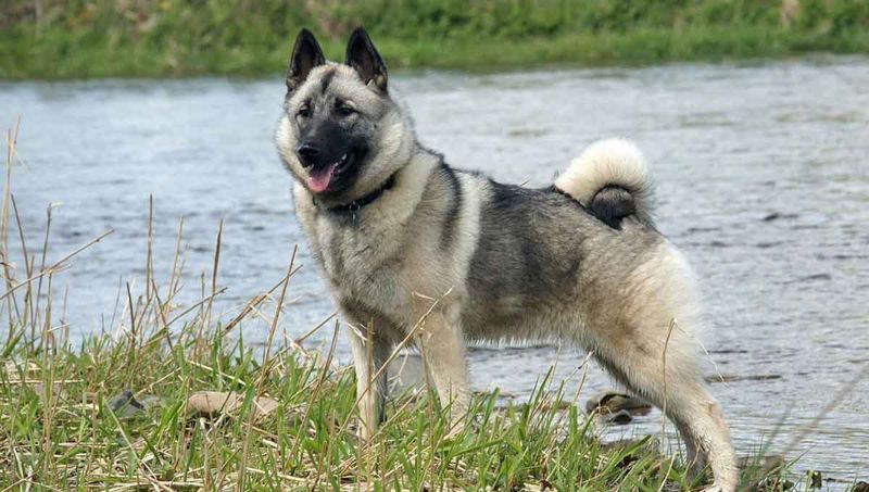 Norwegian Elkhound