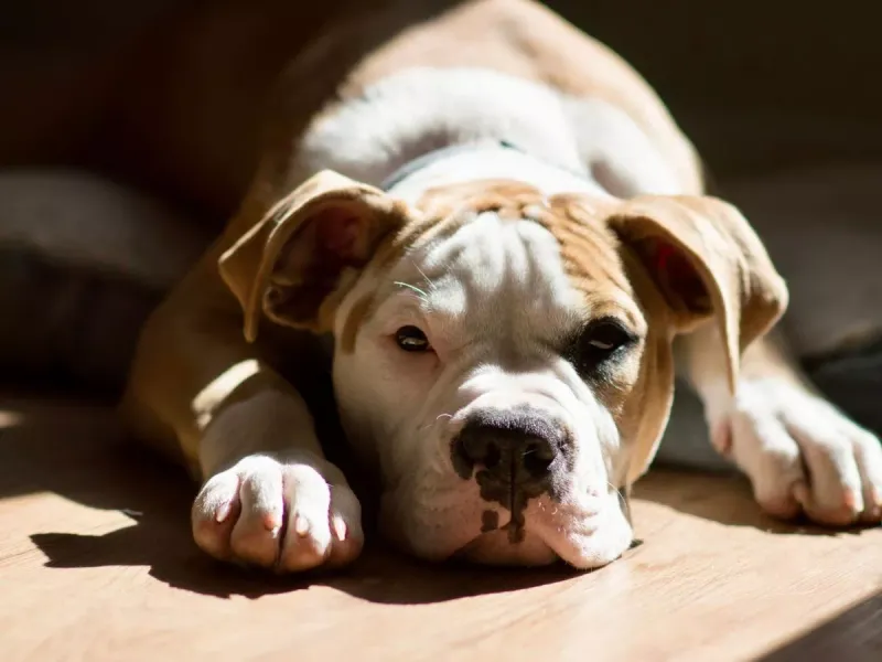American Bulldog