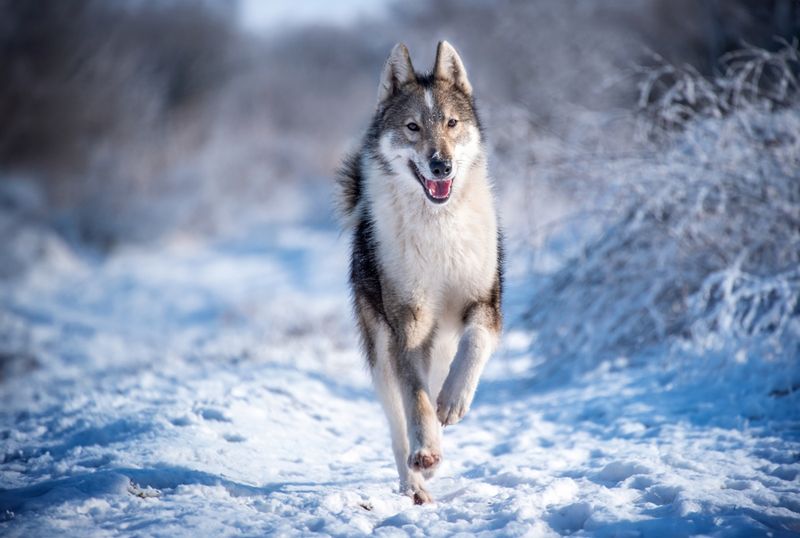 Siberian Laika Dogs