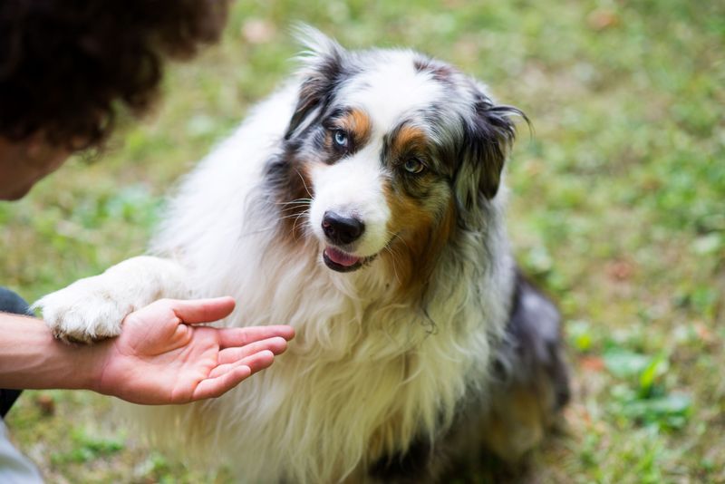 Giving You Their Paw