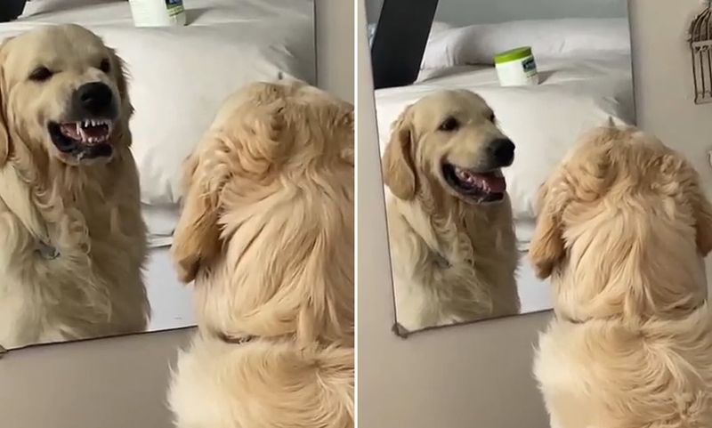 Barking at Their Reflection