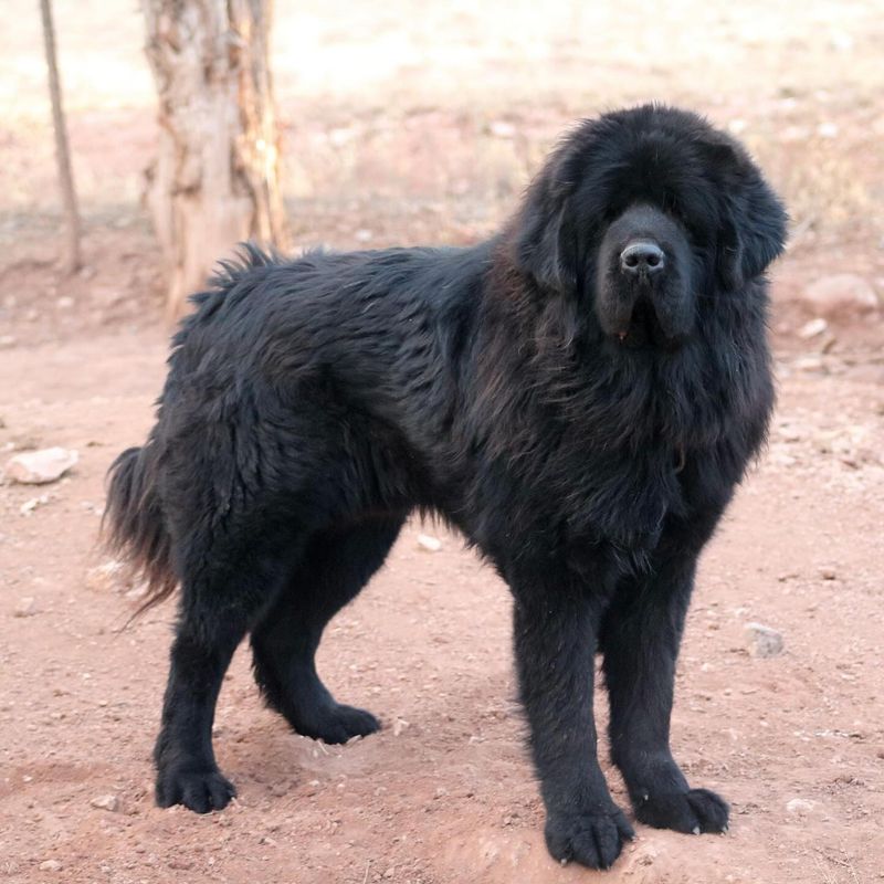 Tibetan Mastiff