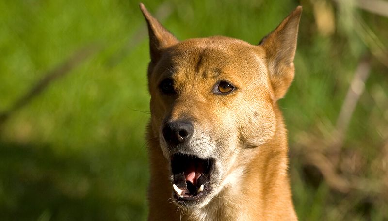 New Guinea Singing Dog
